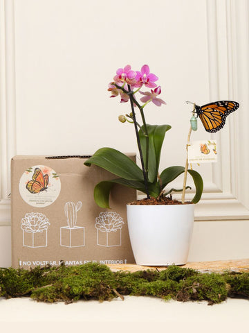 Orquidea Baby con Capullo de Mariposa