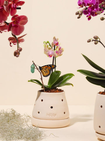 Matera Cumbre con Orquidea Baby