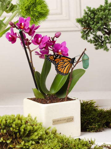 Orquidea "Lo que se Cuida, Crece"