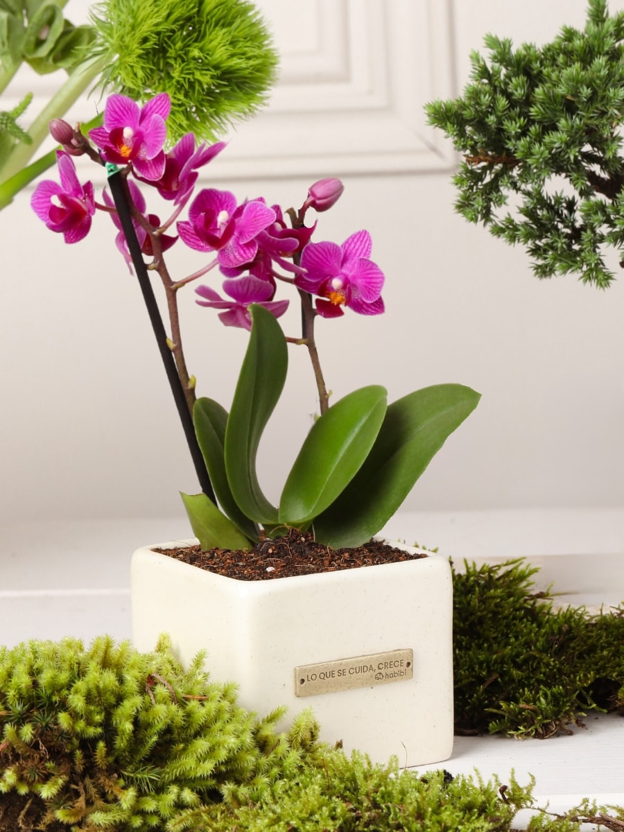 Orquidea "Lo que se Cuida, Crece"