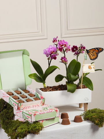 Kit Mykonos con Chocolates