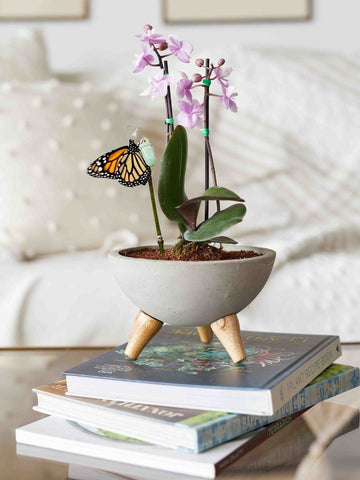 Orquidea Baby en Bowl de Concreto