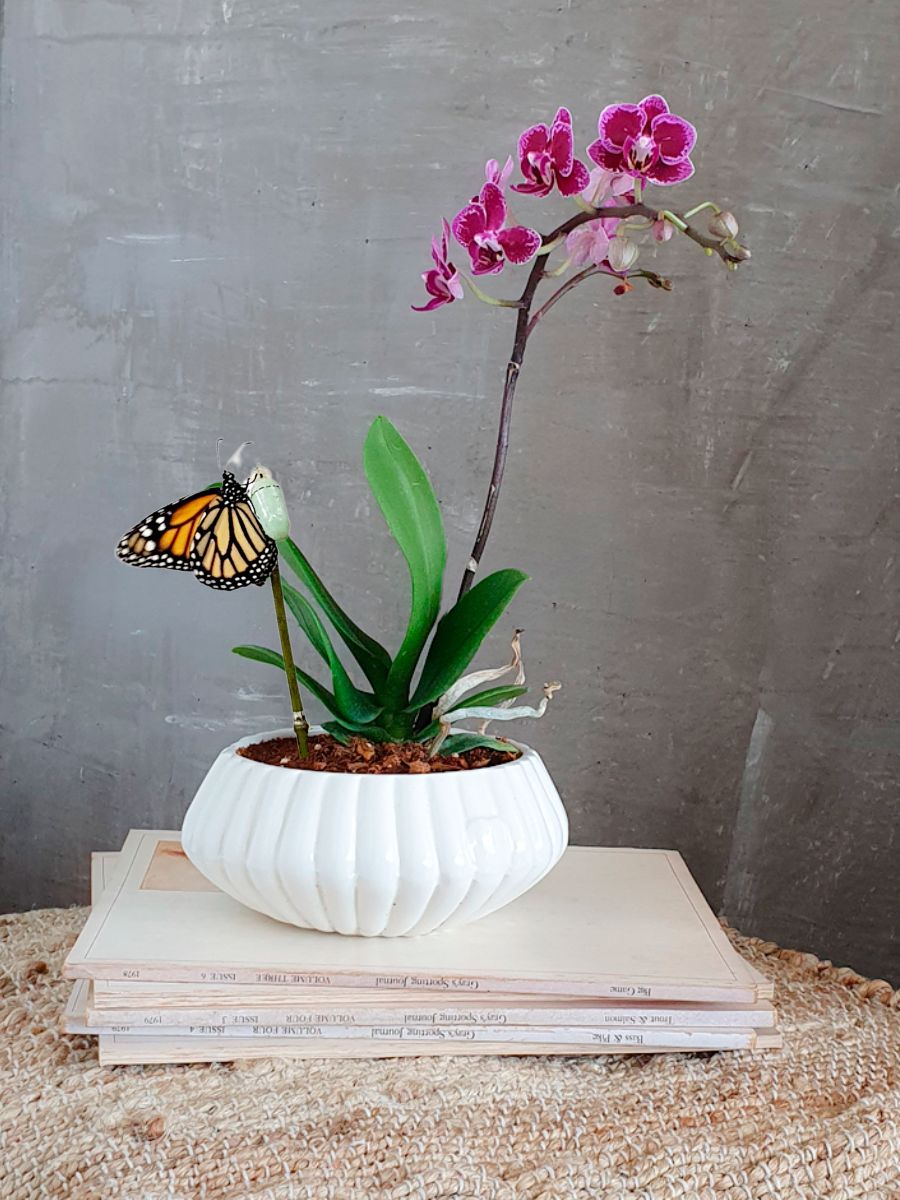 Orquidea Baby con Matera Conchita