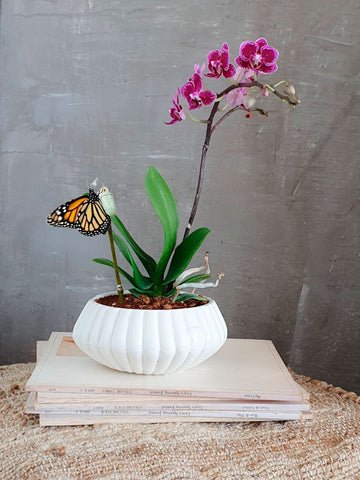 Orquidea Baby con Matera Conchita
