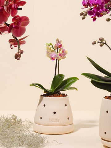 Matera Cumbre con Orquidea Baby