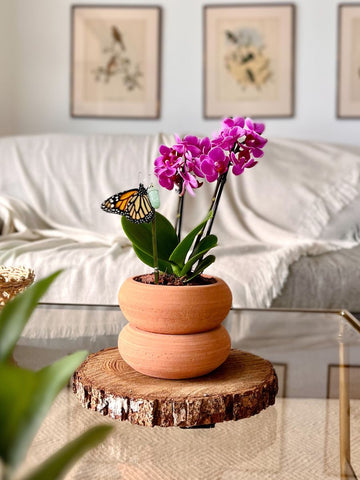 Matera Margarita con Orquidea Baby