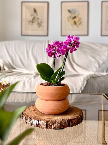 Matera Margarita con Orquidea Baby