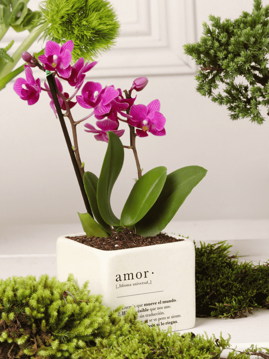Orquidea Baby Cupido
