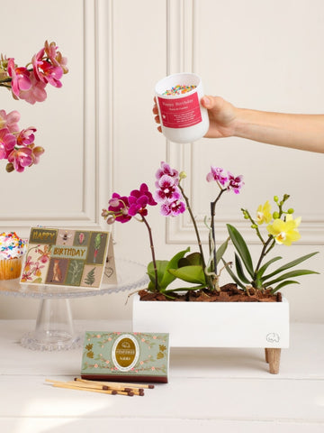Kit Birthday Bloom