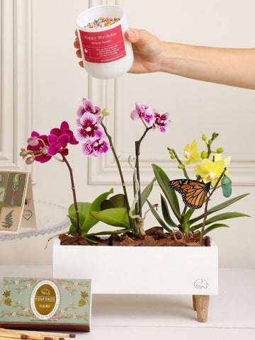 Kit Birthday Bloom