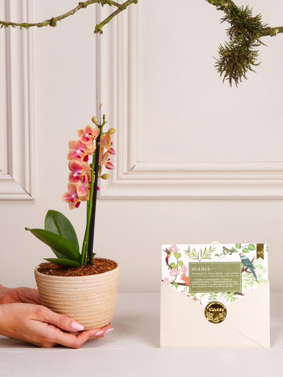• Orquídea Baby Matera Barro con Tarjeta Mamá