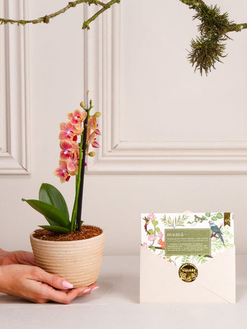 • Orquídea Baby Matera Barro con Tarjeta Mamá