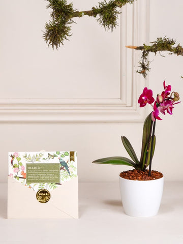 Orquídea Baby con Tarjeta Mamá