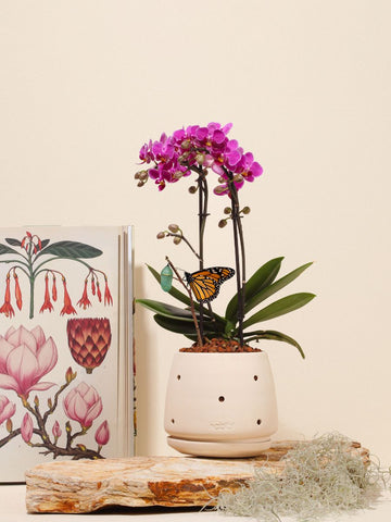 Orquídea Mediana en Matera Duna