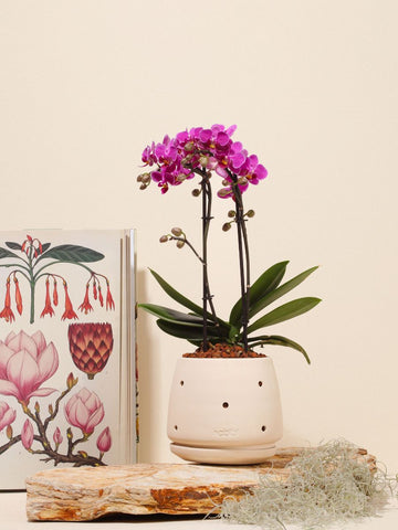 Orquídea Mediana en Matera Duna