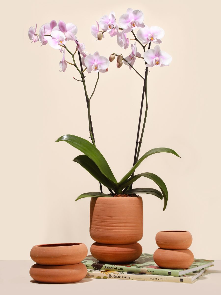 Orquídea Premium en Matera Primavera (Solo en Medellin)