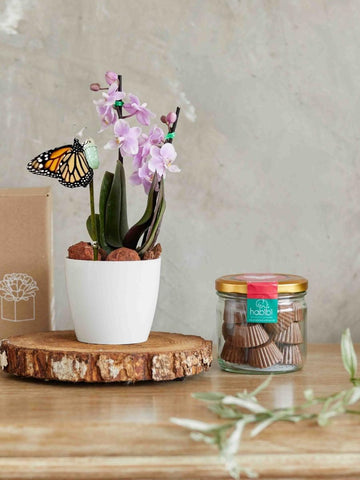 Kit Trufas Melcochudas Colibri con Capullo de Mariposa