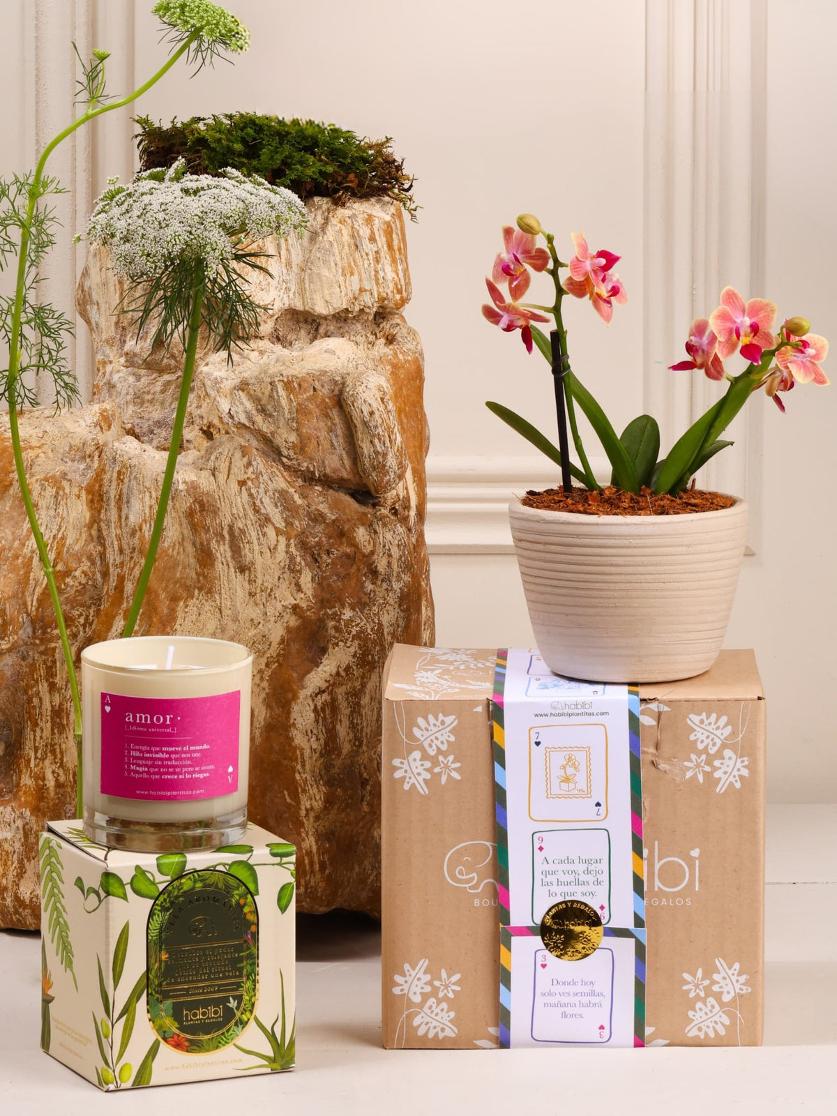 Kit Amor que Florece: orquídea baby sembrada en matera Sahara de barro blanco con relieve, junto a la vela Cupido, sobre fondo de la temporada Cartas de Amor.