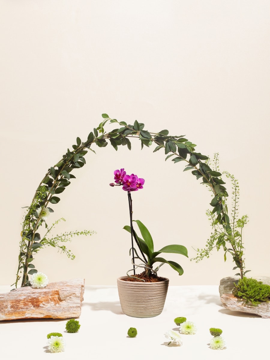 • Orquídea Ikigai