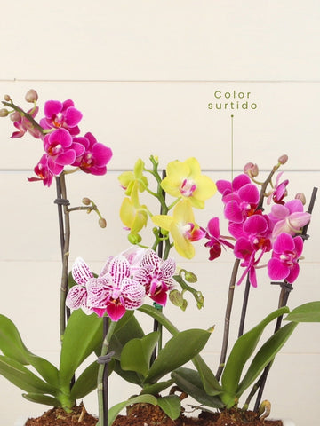 orquideas-phalaenopsis-baby-medellin-regalos-para-mujeres-regalos-plantas-de-interior-maceta-en-concreto-habibi-plantitas_a8fe643f-4967-4d69-b255-b937f93484c7.jpg