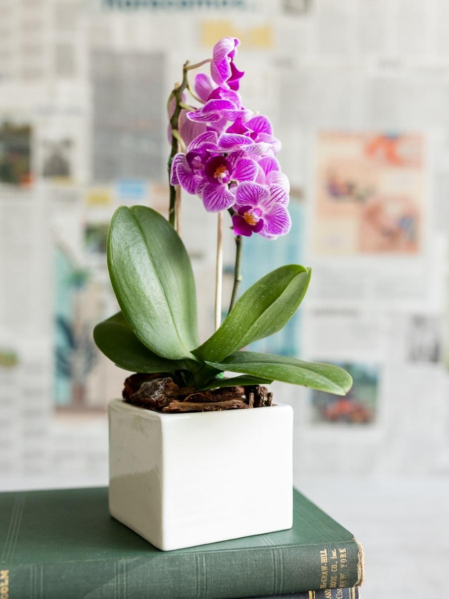orquideas-phalaenopsis-mini-maceta-ceramica-regalos-para-mujeres-regalos-plantas-de-interior-plantas-de-interior-con-flor-habibi-plantitas_a3bff7e3-28dd-4eb1-a380-9ab58a78421c.jpg
