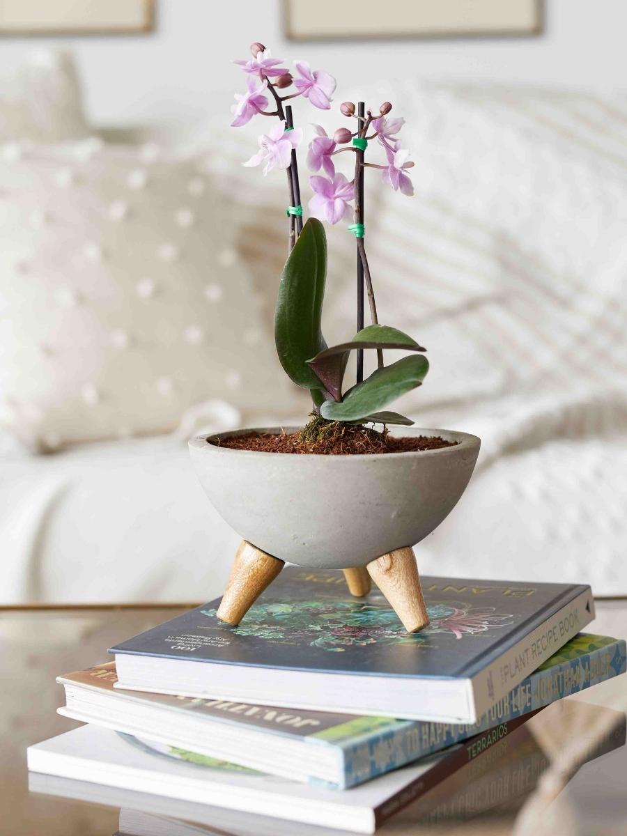 orquideas-phalaenopsis-mini-maceta-concreto-regalos-para-mujeres-regalos-plantas-de-interior-plantas-de-interior-con-flor-habibi-plantitas.jpg