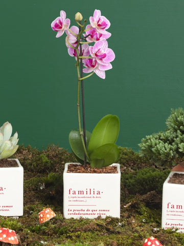 Matera Familia con Planta a Elección