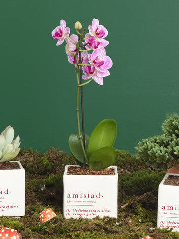 Matera Amistad con Orquidea