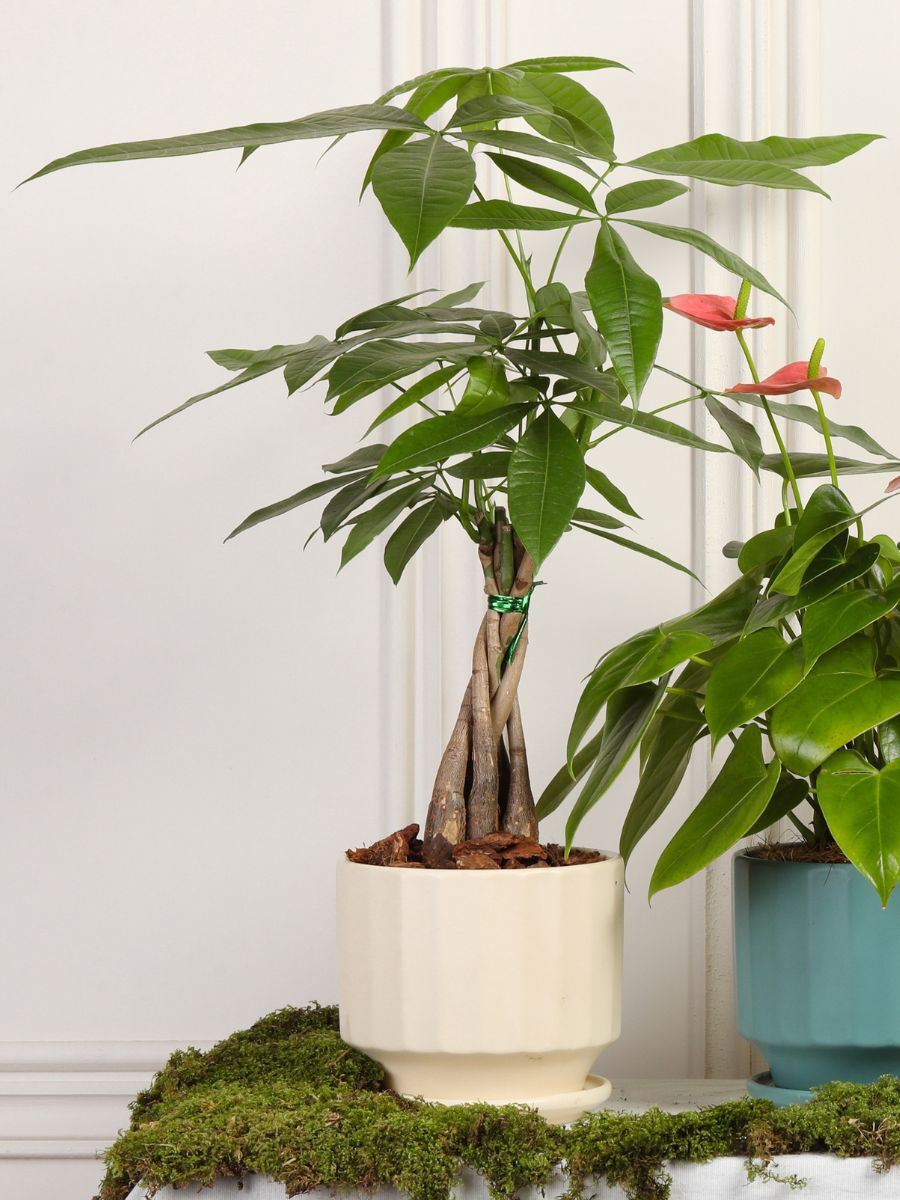 significado de money trees Pachira, Planta de la Abundancia – Habibi