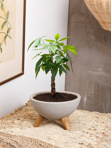 Pachira Baby en Bowl del Concreto