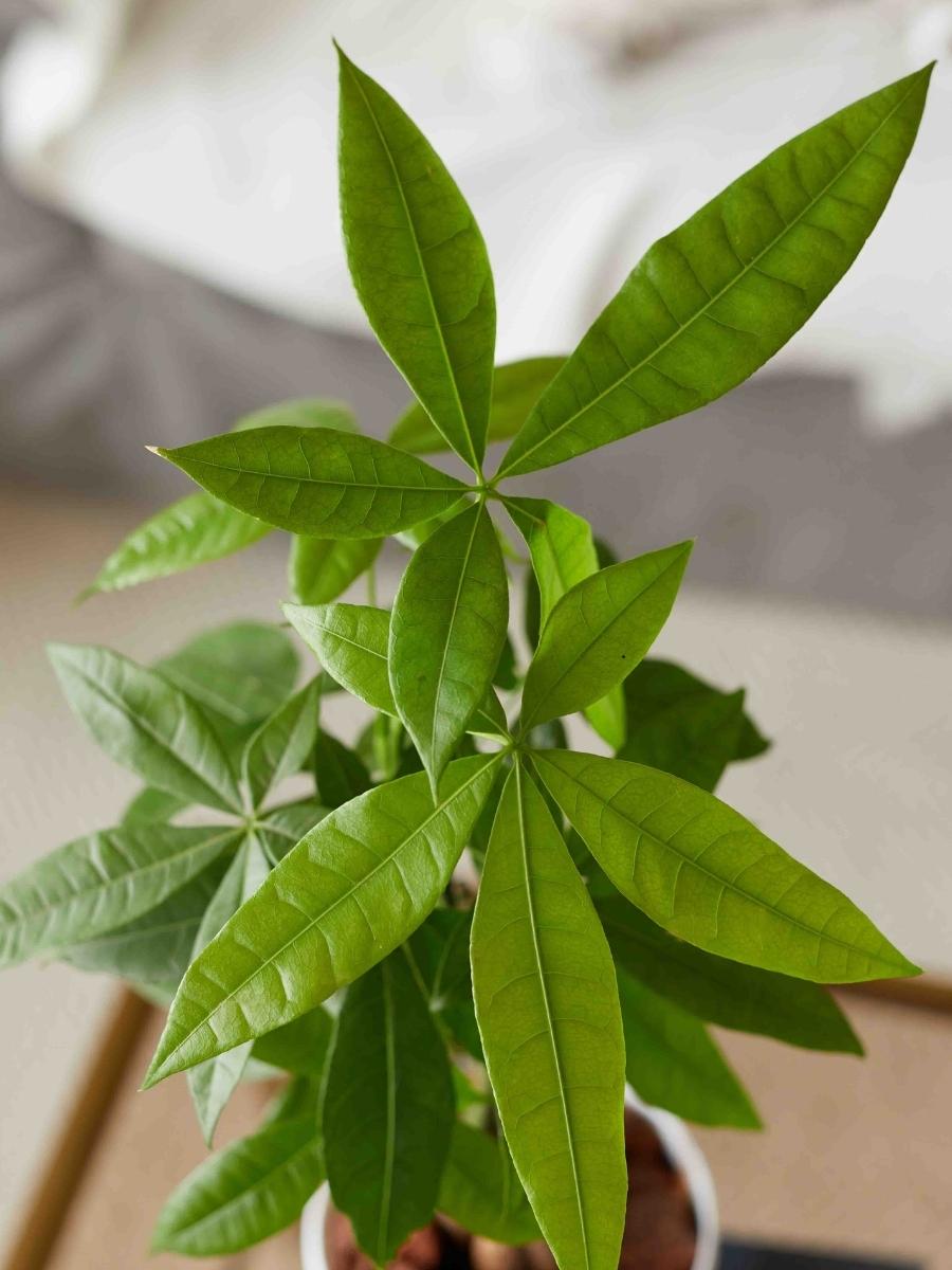 pachira-planta-del-dinero-planta-de-la-abundancia-planta-de-interior-pachira-acuatica-habibi-plantitas_f53baf0c-d9db-4b7f-8d13-5c19c0297de5.jpg
