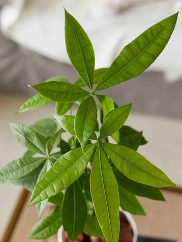 pachira-planta-del-dinero-planta-de-la-abundancia-planta-de-interior-pachira-acuatica-habibi-plantitas_f53baf0c-d9db-4b7f-8d13-5c19c0297de5.jpg