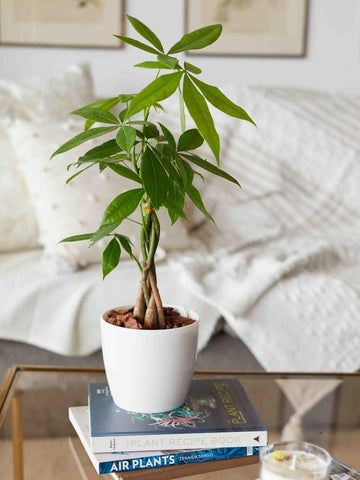 pachira-planta-del-dinero-planta-de-la-abundancia-planta-de-interior-pachira-acuatica-habibi-plantitas_f5559dfa-f5dd-40bc-a20a-2b795c7fba8b.jpg