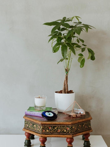 pachira-planta-del-dinero-planta-de-la-abundancia-planta-de-interior-pachira-acuatica-plantas-con-significado-habibi-plantitas_82461b4d-3aeb-42d9-b0fb-00b6b2b51af3.jpg