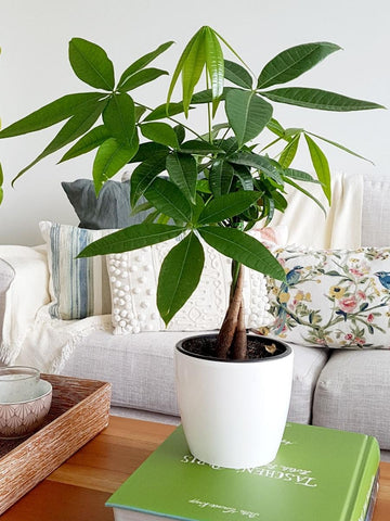 pachira-planta-del-dinero-planta-de-la-abundancia-planta-de-interior-pachira-acuatica-plantas-con-significado-habibi-plantitas.jpg