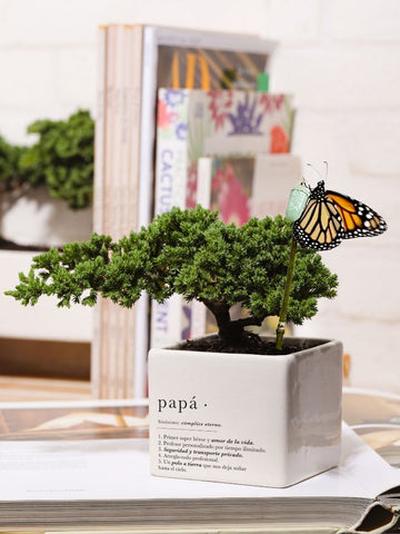 Papá x Ana Listas con Bonsai