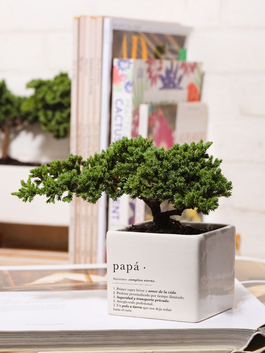 Papá x Ana Listas con Bonsai