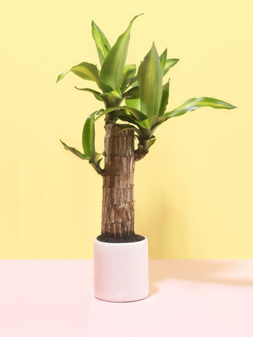 • Planta de La Felicidad