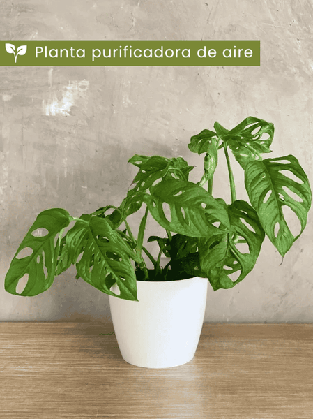 planta purificadora de aire interior Planta purificadora de aire – Habibi