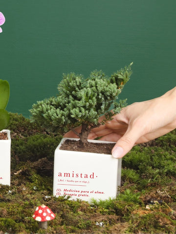 • Matera Amistad con Planta Edición Navidad
