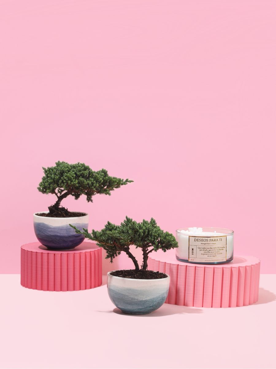 Kit Oasis