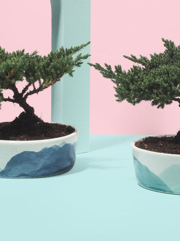 Bonsai de Pino de 3 años en Matera Nubes