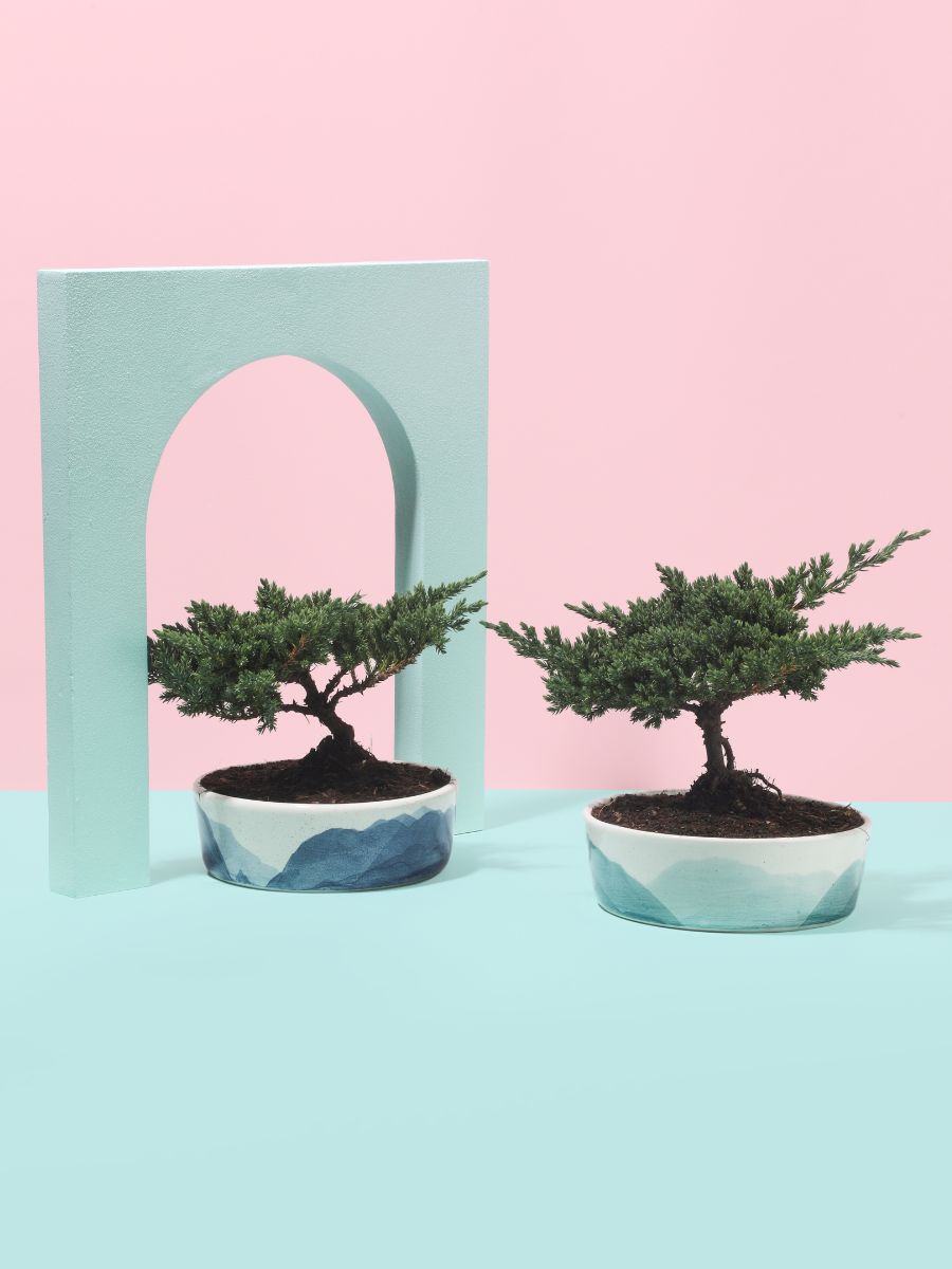 Bonsai de Pino de 3 años en Matera Nubes