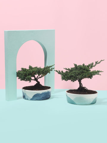 Bonsai de Pino de 3 años en Matera Nubes