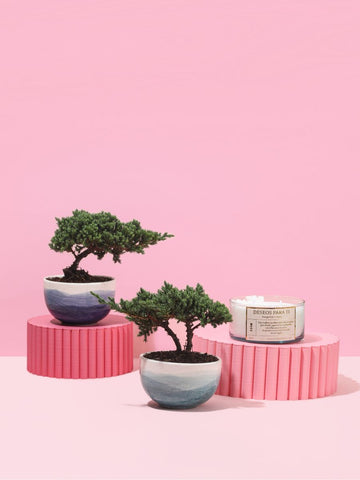 Kit Oasis