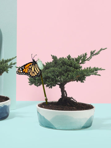 Bonsai de Pino de 3 años en Matera Nubes