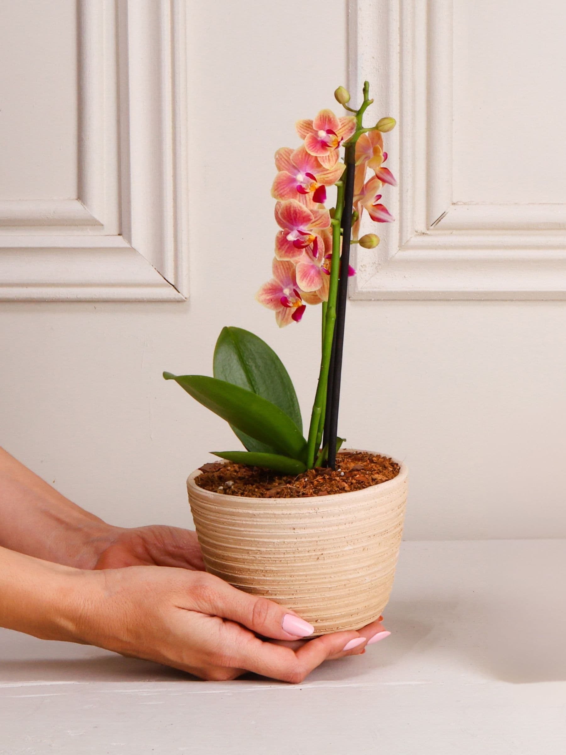 Orquídea baby en matera Sahara de barro, sostenida en las manos para ver su tamaño