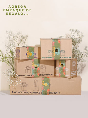 • Matera Amistad con Planta Edición Navidad