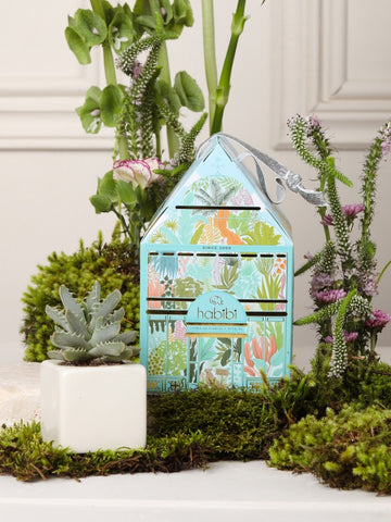 Casita de Cristal con Suculenta