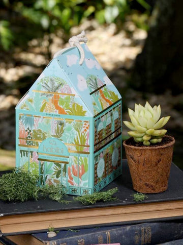 • Casita Habibi con Mini Suculenta